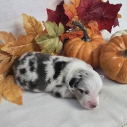 Boy 1 - Blue merle male Australian Shepherd puppy in Lakeland, Florida from Diamond P Australian Shepherds