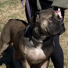 Harley - Boerboel
