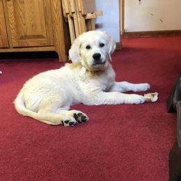 Golden Retriever Puppies from Autumn Lane Goldens