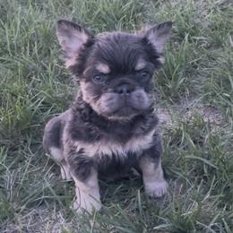 Boy 7 - Blue male French Bulldog puppy in Des Moines, Iowa from Frenchie Dreams Come True
