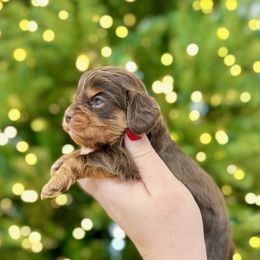 AUGUSTUS MAYWHO - Chocolate male Cavalier King Charles Spaniel puppy in Jackson, Ohio from The Cavaliers at EAP Acres