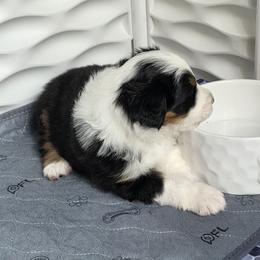 Miniature American Shepherd Puppies from All About Me Miniature American Shepherds