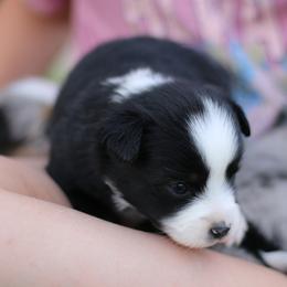 Australian Shepherd, Miniature American Shepherd, Miniature Australian Shepherd, and Toy Australian Shepherd Puppies from Painted Blue Aussies