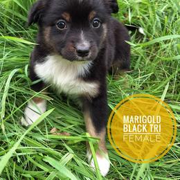 Marigold - Black tri female Miniature Australian Shepherd puppy in Kettle Falls, Washington from Ellie's Miniature Australian Shepherds