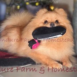 Peaches - Pomeranian