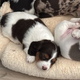 Dachshunds from Socaldoxies