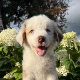 Flank - Red merle male Australian Shepherd puppy in Raymond, Minnesota from Hawk Creek Farms