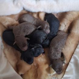 Girl 3 - female Bedlington Terrier puppy in Staten Island, New York from Arkada Sirene Kennel