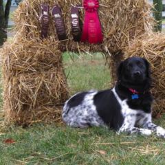 Stabyhoun All Grown Up from Cindy Pfister's Stabyhoun