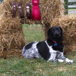 Stabyhoun All Grown Up from Cindy Pfister's Stabyhoun