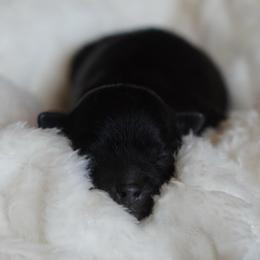 Grumpy (Red Collar) - Black male Shihpoo puppy in Las Vegas, Nevada from Plush Toy Poodle Puppies & Pals