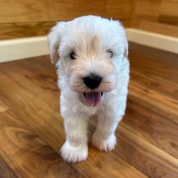 Koda - White male Miniature Schnauzer puppy in Auburn, Georgia from Very Special Mini Schnauzers