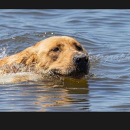 Resque - Labrador Retriever