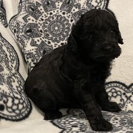 Cockapoo Puppies from Coco's Cocopuffs