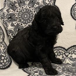 Cockapoo Puppies from Coco's Cocopuffs