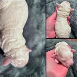 Zoom - Cream male Poodle puppy in North Prince George, Virginia from ROYAL VISTA