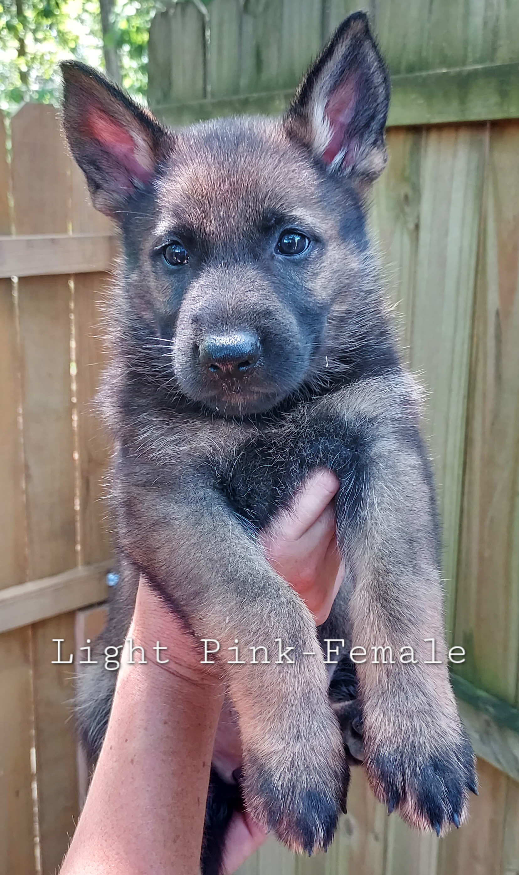 German Shepherd Puppies from Hanson Hill Farm, LLC