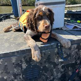 English Springer Spaniel Puppies from Cherokee Springers of NWFL