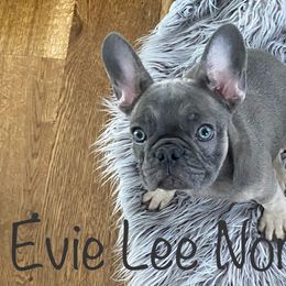 French Bulldog Puppies from Jolie Frenchies
