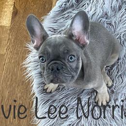 French Bulldog Puppies from Jolie Frenchies