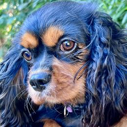 Lilly - Cavalier King Charles Spaniel