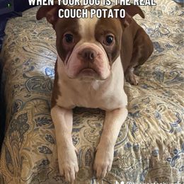 Chico - Boston Terrier