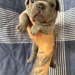 Margarita - Blue female French Bulldog puppy in Topeka, Kansas from Midwest Monster Made Bulldogs