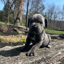 Renva - Gray female Cane Corso puppy in Lititz, Pennsylvania from Lititz Cane Corsos