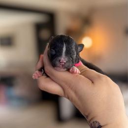 Moss - Fawn brindled black male Chihuahua puppy in Harrison, Michigan from Cloud9 Chihuahuas