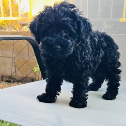 Raven - Black male Poodle puppy in St George, Utah from Pearson's Poodles