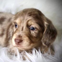 Dachshund Puppies from Bald Mountain Dachshunds
