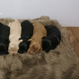 Australian Labradoodle Puppies from NorthStar Labradoodles, LLC.