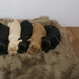 Australian Labradoodle Puppies from NorthStar Labradoodles, LLC.