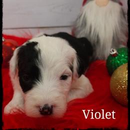 Violet - Black and white female Sheepadoodle puppy in Farley, Iowa from Iowa's Doodle Co.