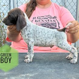 Boy 4 - Liver and white male German Shorthaired Pointer puppy in Dearborn, Missouri from Hardwood Kennels