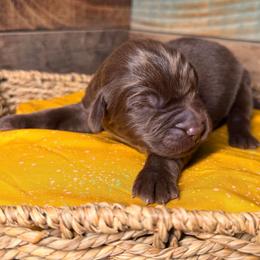 Hershey - Brown male Newfoundland puppy in Tully, New York from Bear Paw Newfoundlands