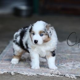 Coats - Blue merle male Miniature Australian Shepherd puppy in Prague, Oklahoma from Clay Creek Aussies