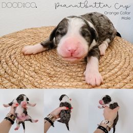 Sheepadoodle Puppies from DOOD and Co