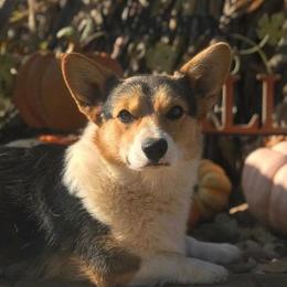 Axle - Pembroke Welsh Corgi