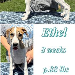 Ethel - White and red brindle female Whippet puppy in Plainfield, Indiana from Rose Acre Whippets