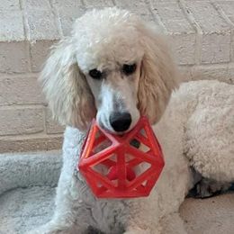 Poodles from Weisbrod’s Standard Poodles