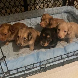 Dachshund Puppies from Hetu's Dachshunds