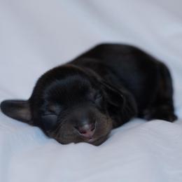 Charles - Black and tan male Dachshund puppy in Memphis, Tennessee from Lone River Dachshunds