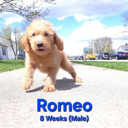 Romeo - Red male Labradoodle puppy in Genoa City, Wisconsin from Sakura Pups