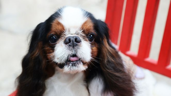English Toy Spaniel