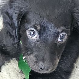 Mickey - Dachshund puppy from Royal Purple Doxies