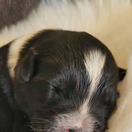 Patience - Black tri-color female Australian Shepherd puppy in Bangs, Texas from Red Wagon Aussies