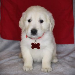Bernese Mountain Dog and Golden Retriever Puppies from Colson Kennels