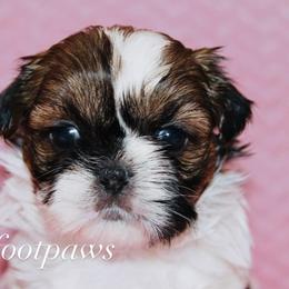 Lindor - Tricolor female Shih Tzu puppy in Texas from Little Foot Paws 🐾