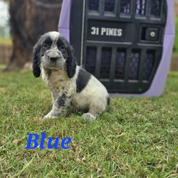 Boykin Spaniel and English Springer Spaniel Puppies from 31 Pines Springers & Retrievers